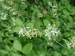 honeysuckle