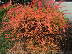 japanese barberry